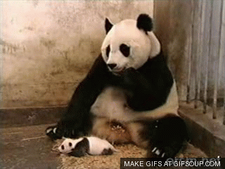 panda sneeze.gif