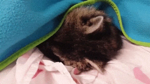 snuggly coon.gif